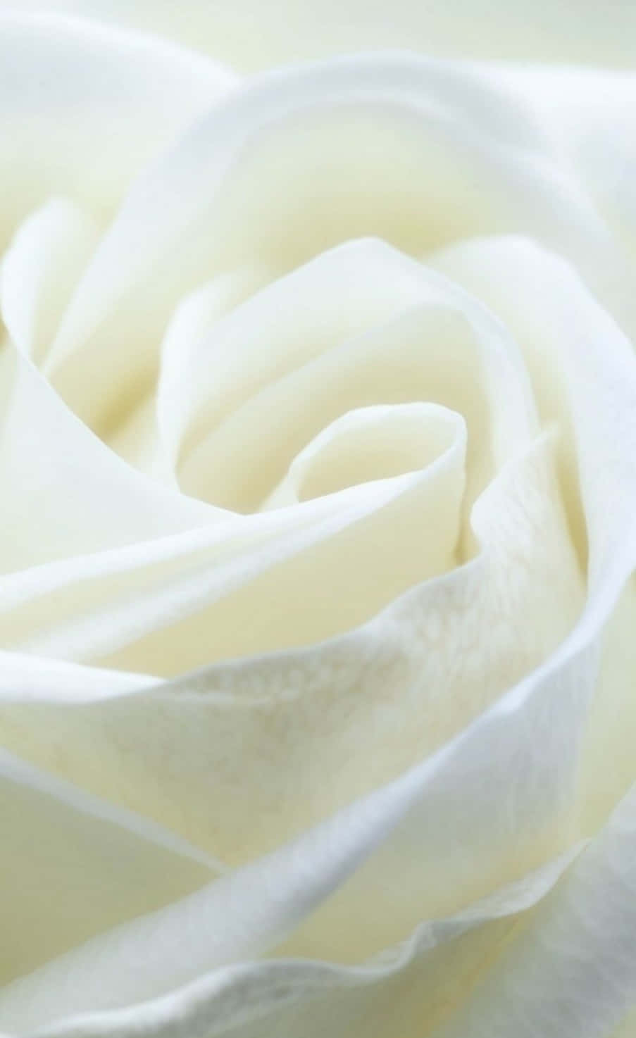 larawan ng puting rosas - fine art print ng puting rosas Wallpaper