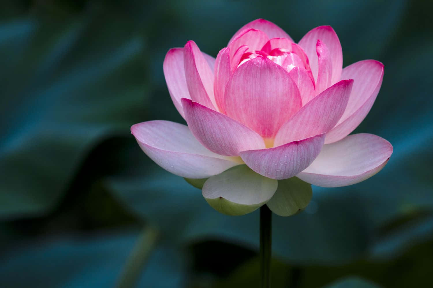 Larawan ng Rosas na Bulaklak ng Lotus sa Tubig Wallpaper