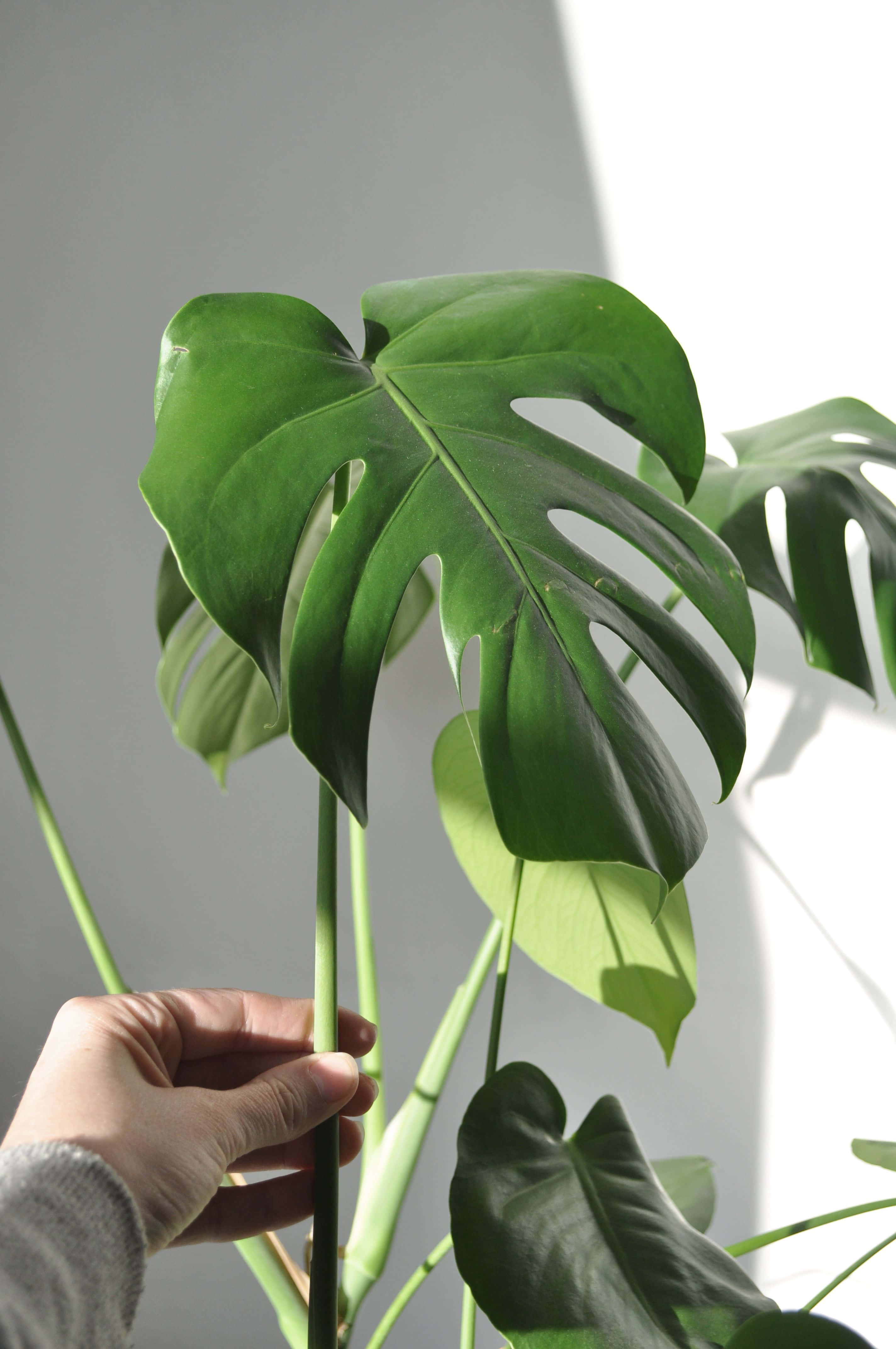Larawan ng Swiss Cheese Plant na Green Aesthetic Wallpaper