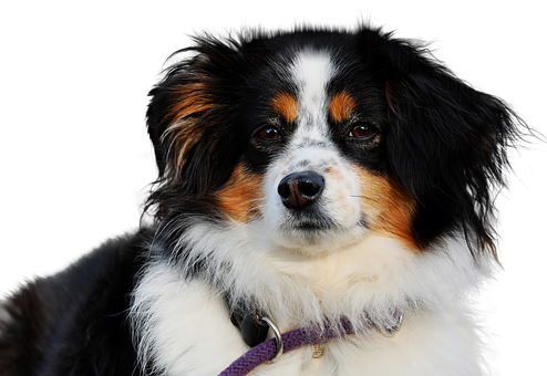 Larawan ng Tricolor na Australian Shepherd Wallpaper