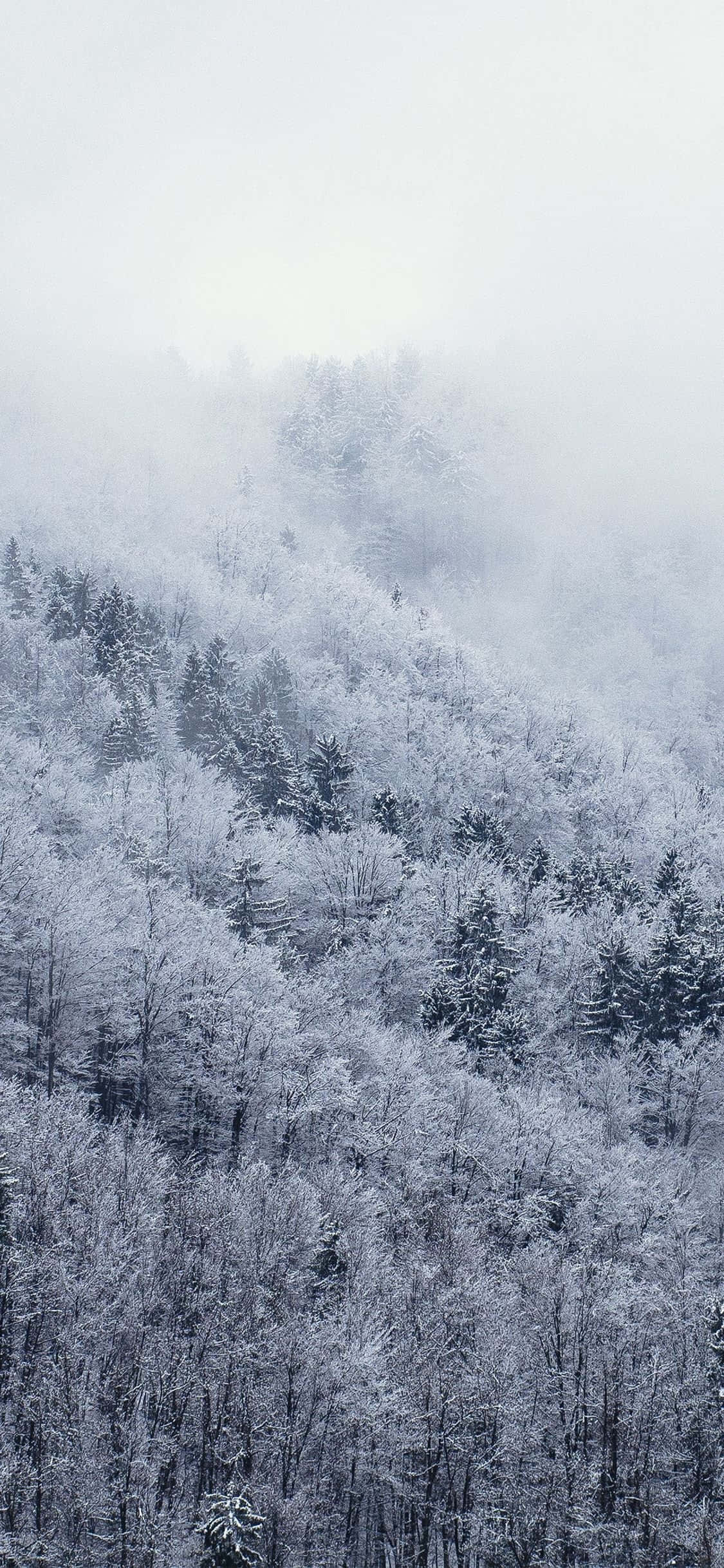 Larawan Tuklasin ang Puting Winter Wonderland kasama ang Snow iPhone Wallpaper