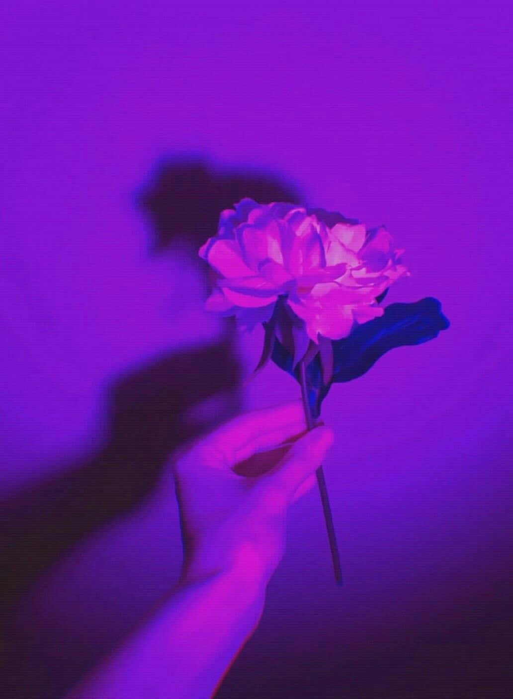 Larawang Kamay na May Rosas na Lila Aesthetic Wallpaper