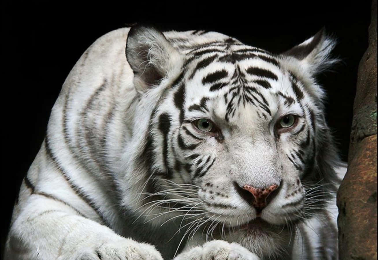 Larawang Puting Tigre na Mausisa at Nakatutuwa Wallpaper