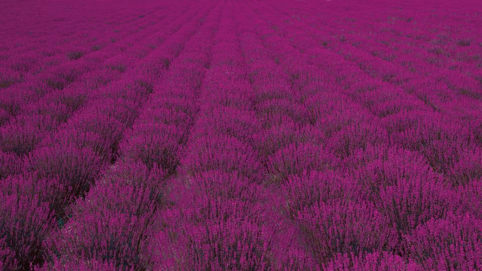 Lavender Aesthetic Malawak na Taniman ng mga Bush Wallpaper