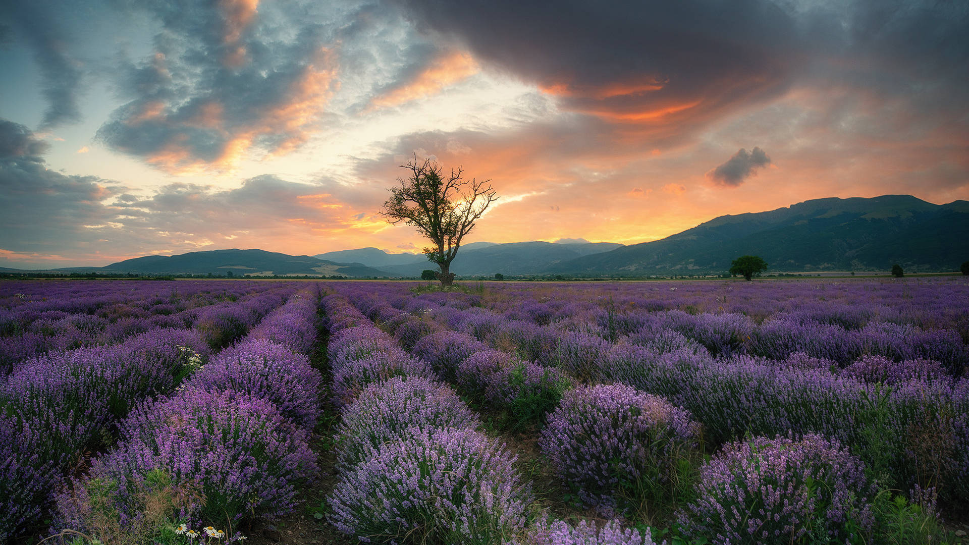 Lavender Aesthetic Field, Mountains, At Sunset Wallpaper