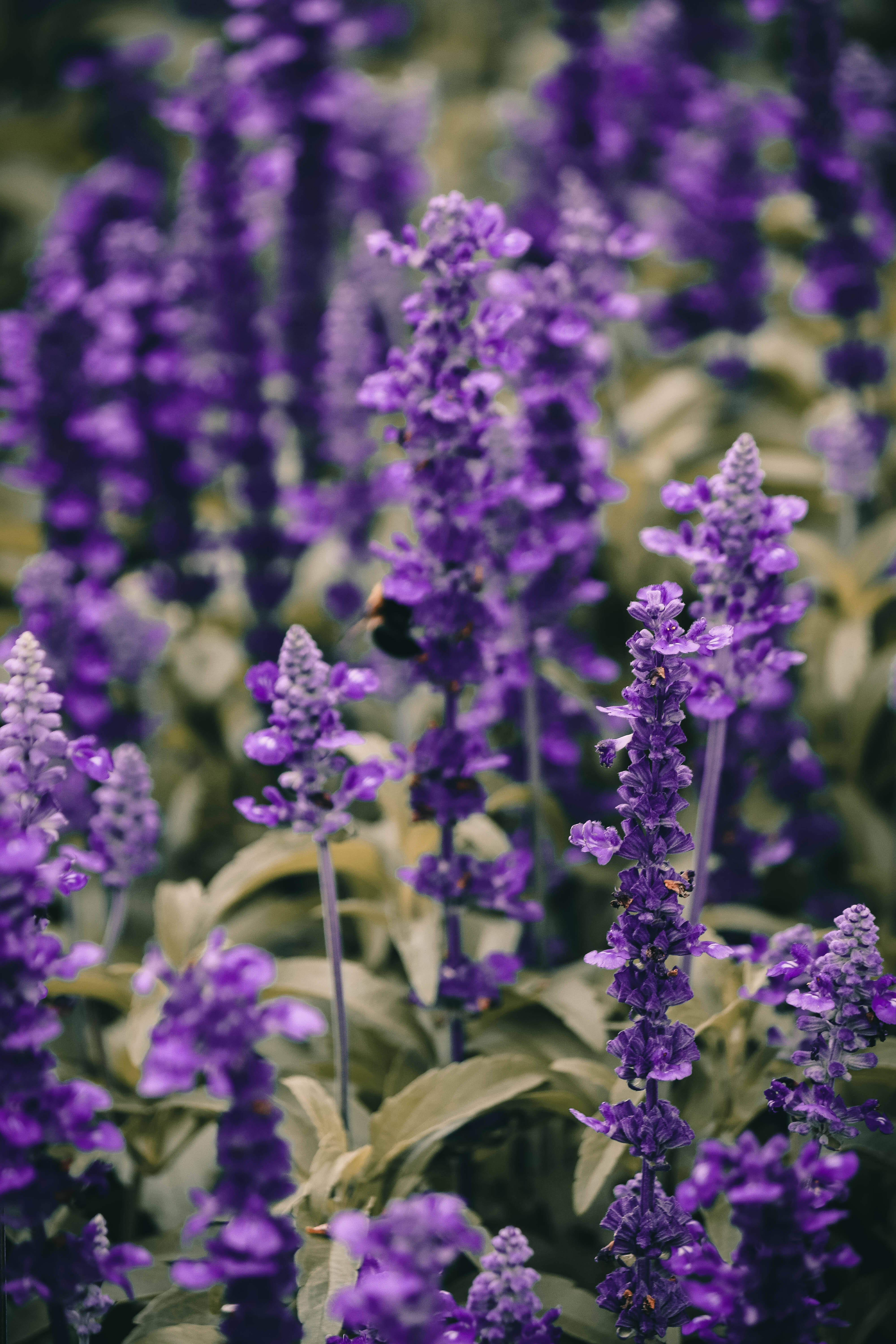 Lavender Aesthetic na Makulay na Close-Up ng Bulaklak Wallpaper