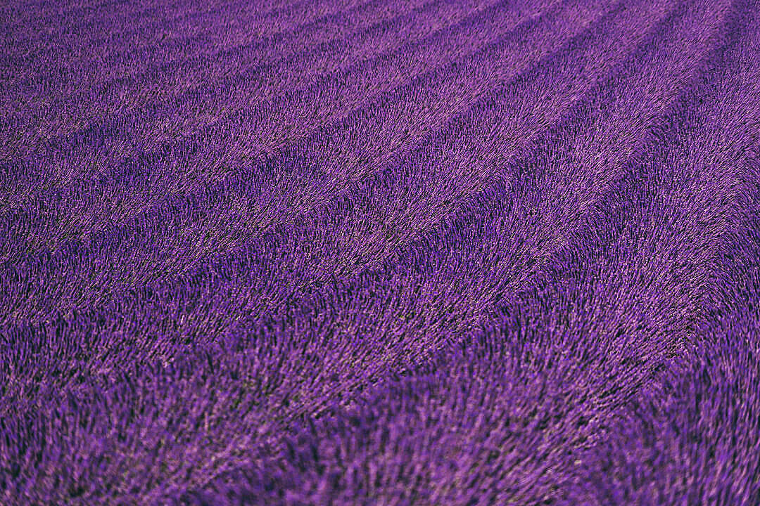 Lavender Aesthetic Maayos na Patlang ng mga Bulaklak Wallpaper