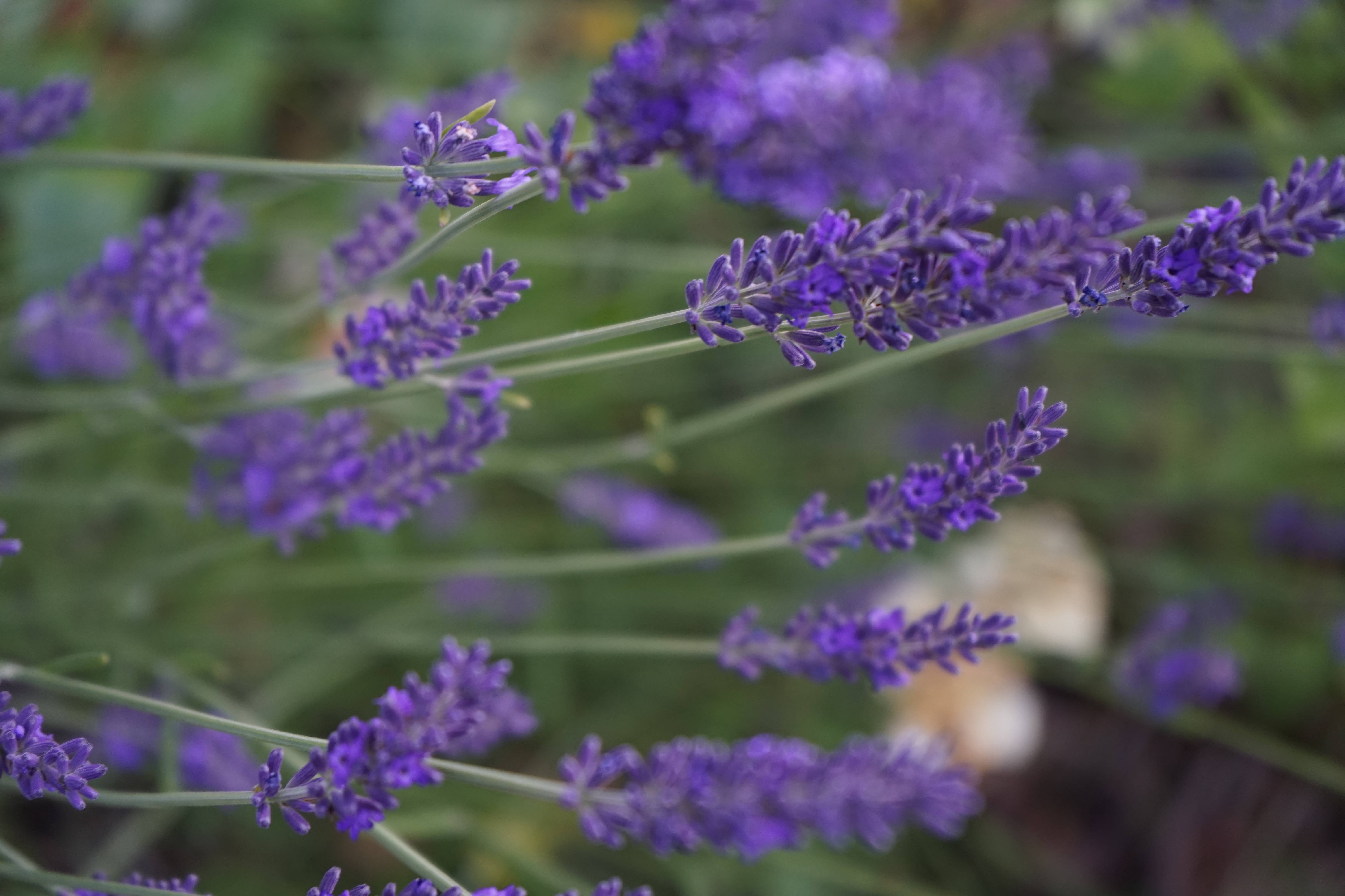 Lavender Aesthetic Close-Up Ng Mga Bulaklak Wallpaper