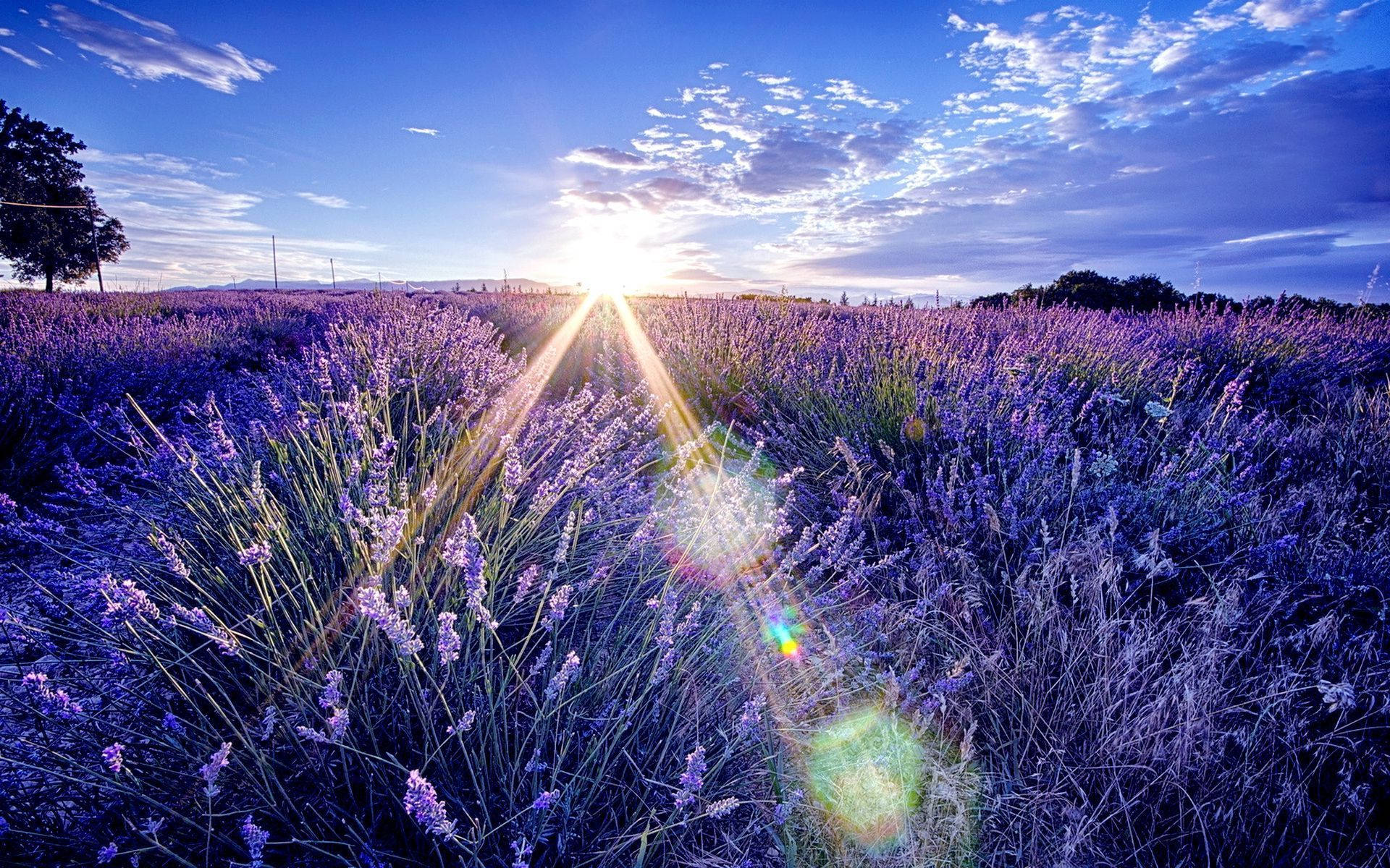 Lavender Aesthetic Field At Ang Pagsikat Ng Araw Wallpaper
