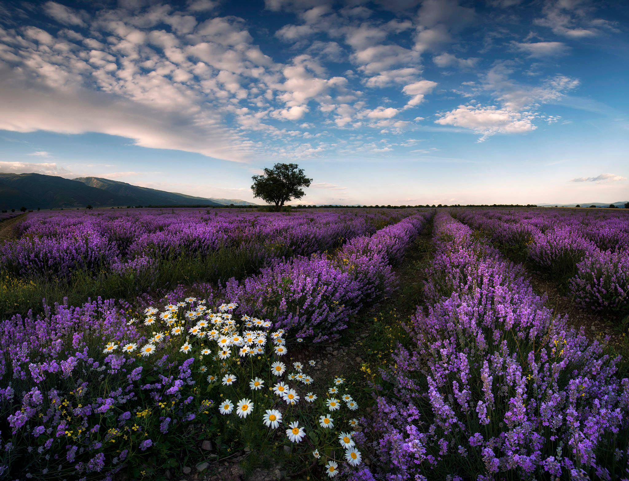 Lavender Aesthetic Field At Daisies Wallpaper