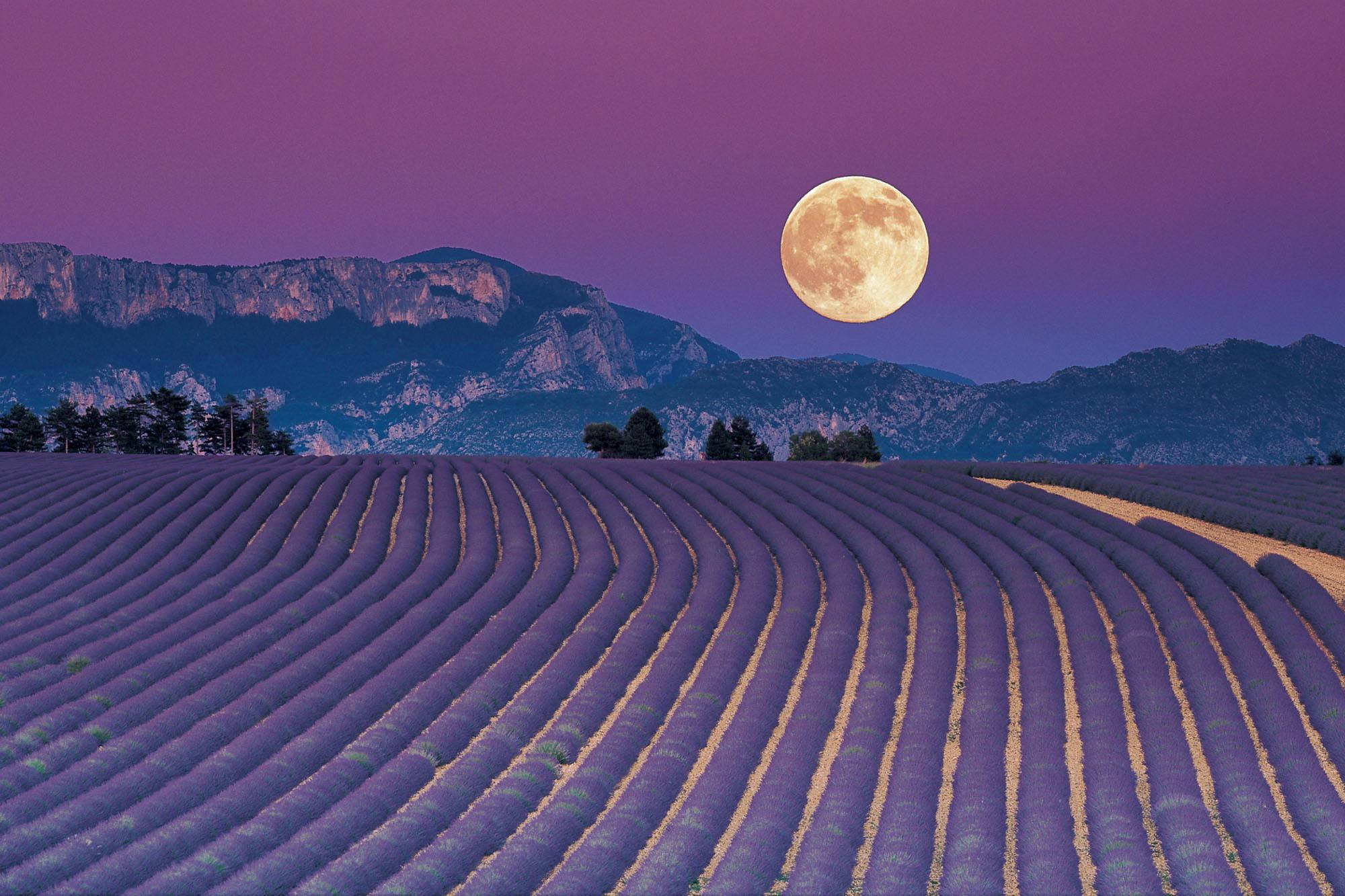 Lavender Aesthetic Field At Isang Kabilugan ng Buwan Wallpaper