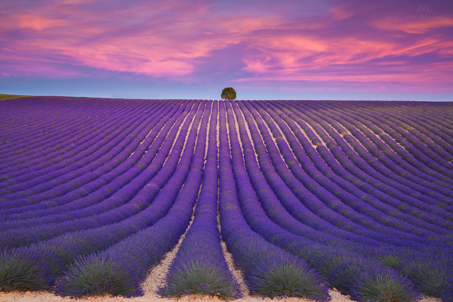 Lavender Aesthetic Maayos na Hanay at Lila na Kalangitan Wallpaper