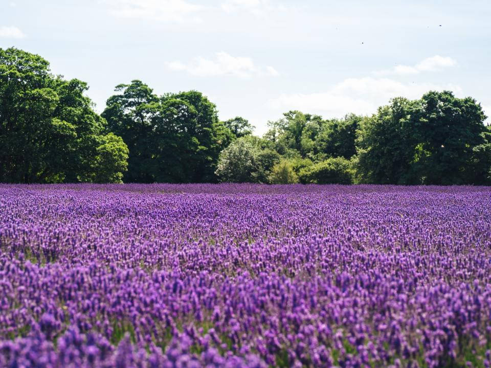Lavender Aesthetic na Dagat ng mga Bulaklak at Puno Wallpaper
