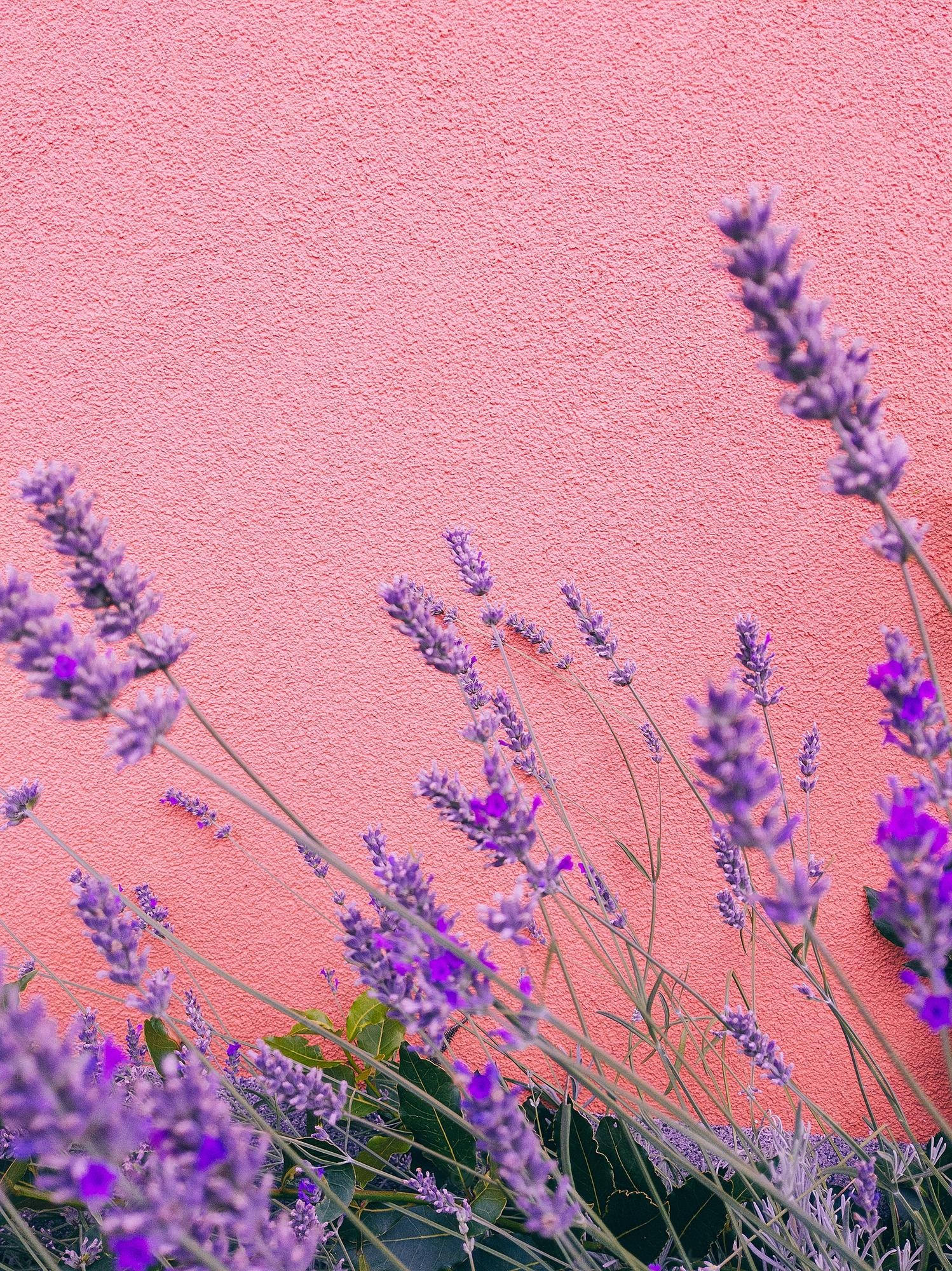 Lavender Aesthetic Stems Sa Tabi Ng Pader Wallpaper