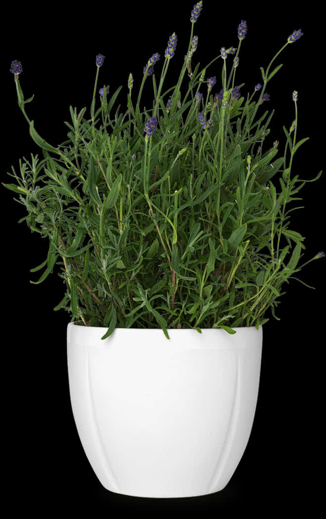 Lavender sa Puting Palayok sa Itim na Background.JPG Wallpaper