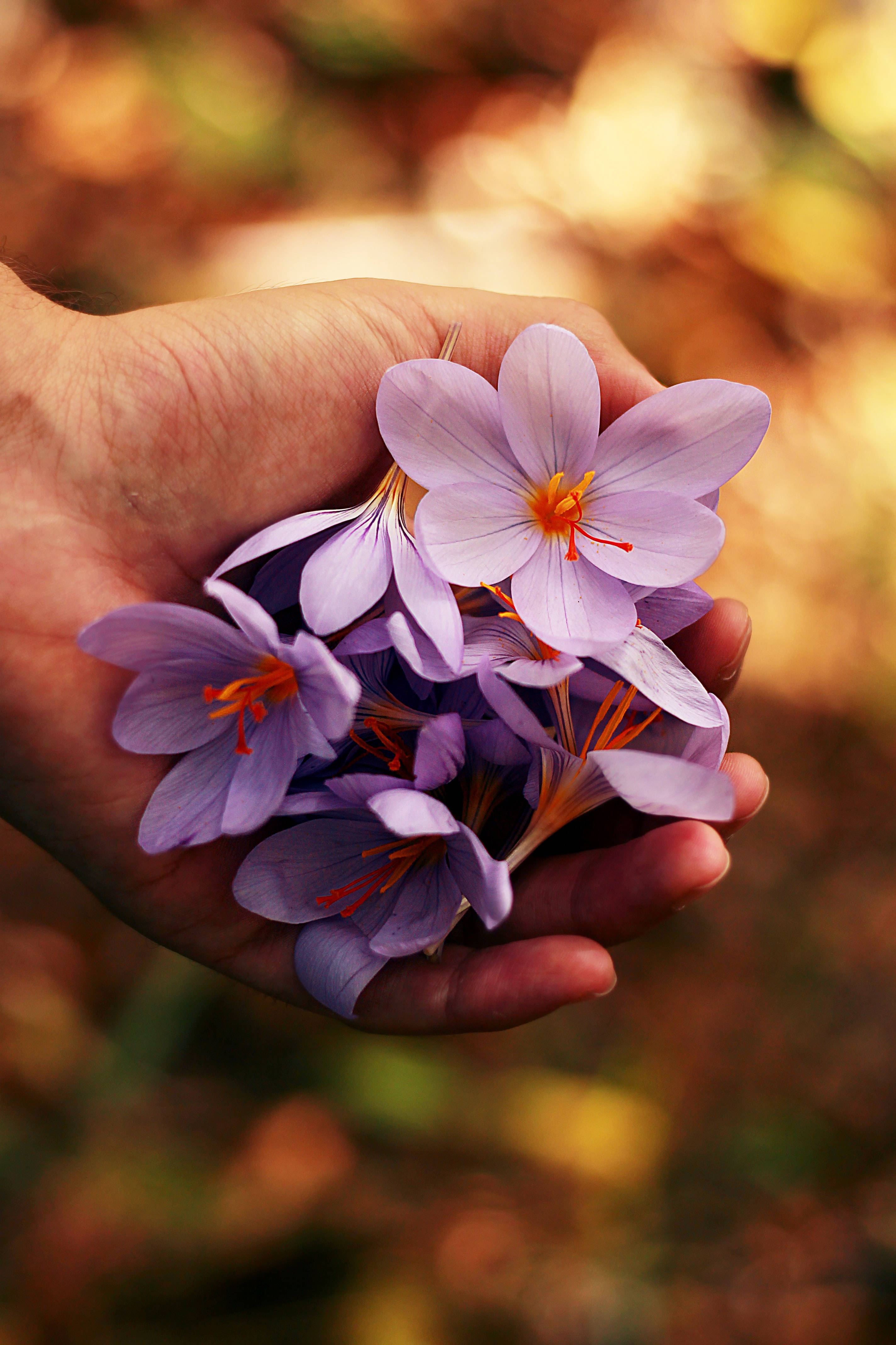 Mga Bulaklak na Lavender ng Tagsibol Wallpaper