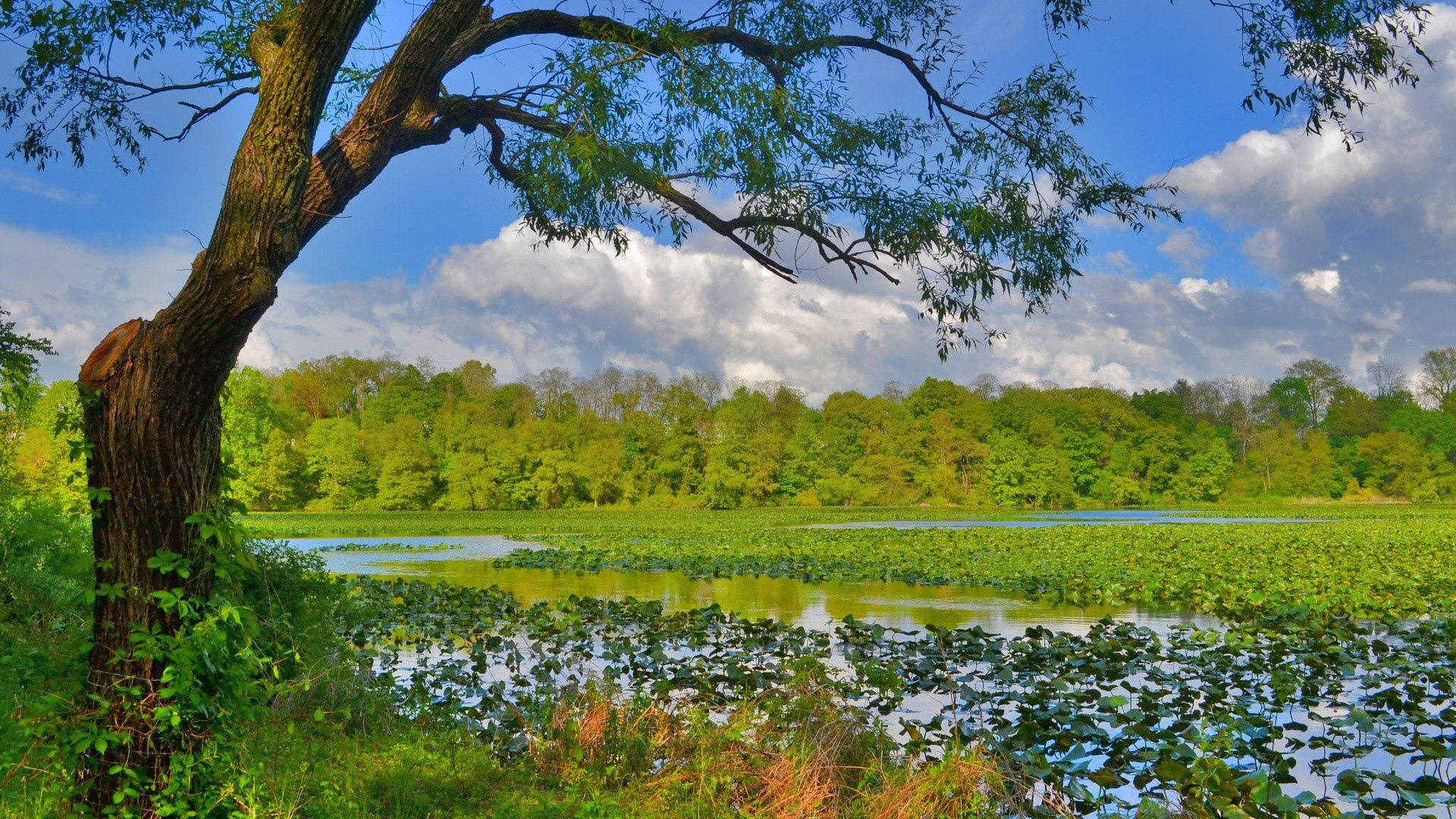 Lawa sa Kagubatan na Kalikasan Wallpaper