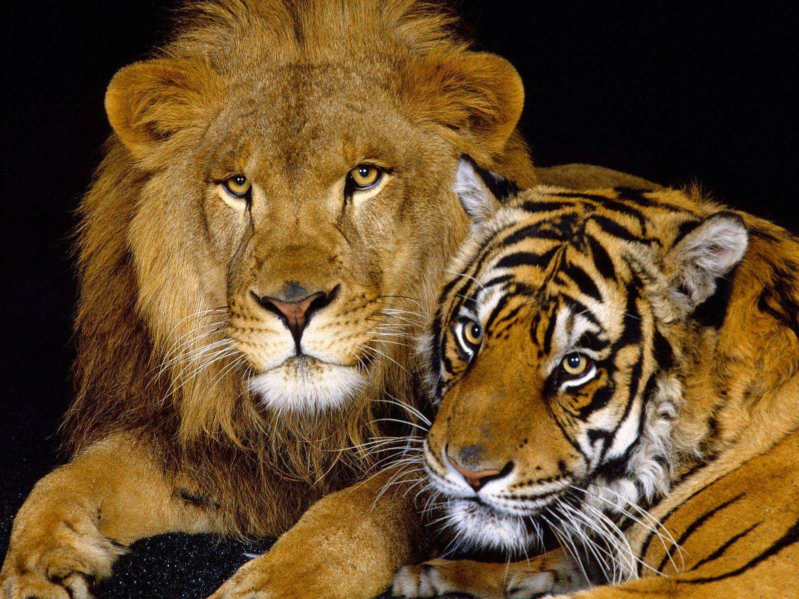 Leon at Tigre na Magkasama Wallpaper
