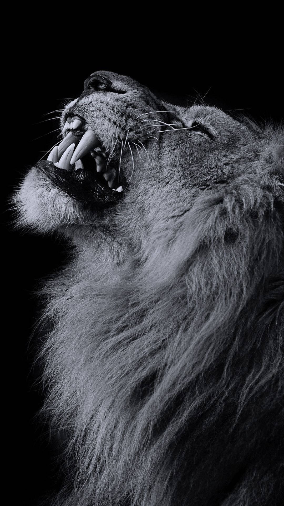 Leon sa Grayscale iPhone sa Itim Wallpaper