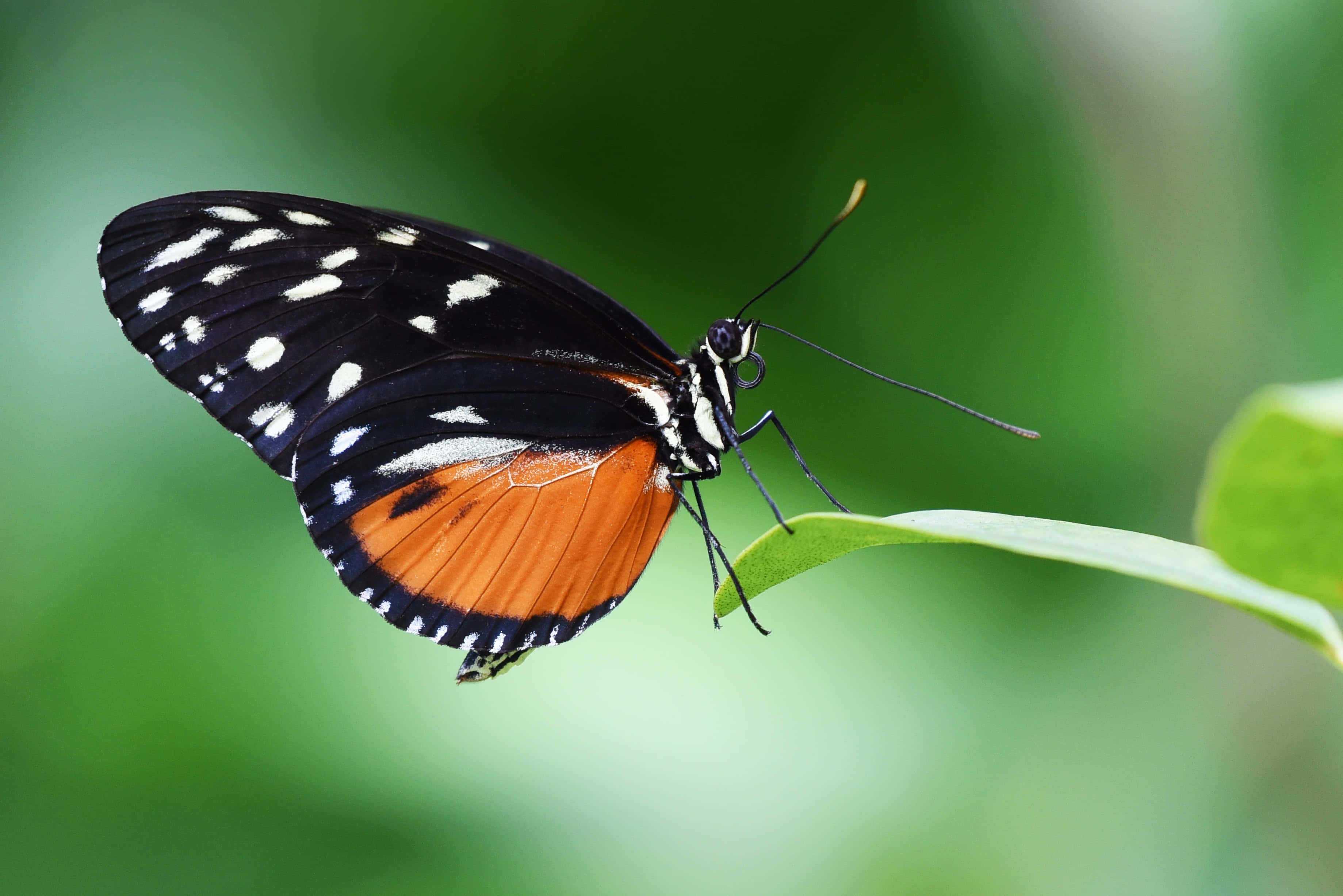Let your wings take you to your dreams! Wallpaper
