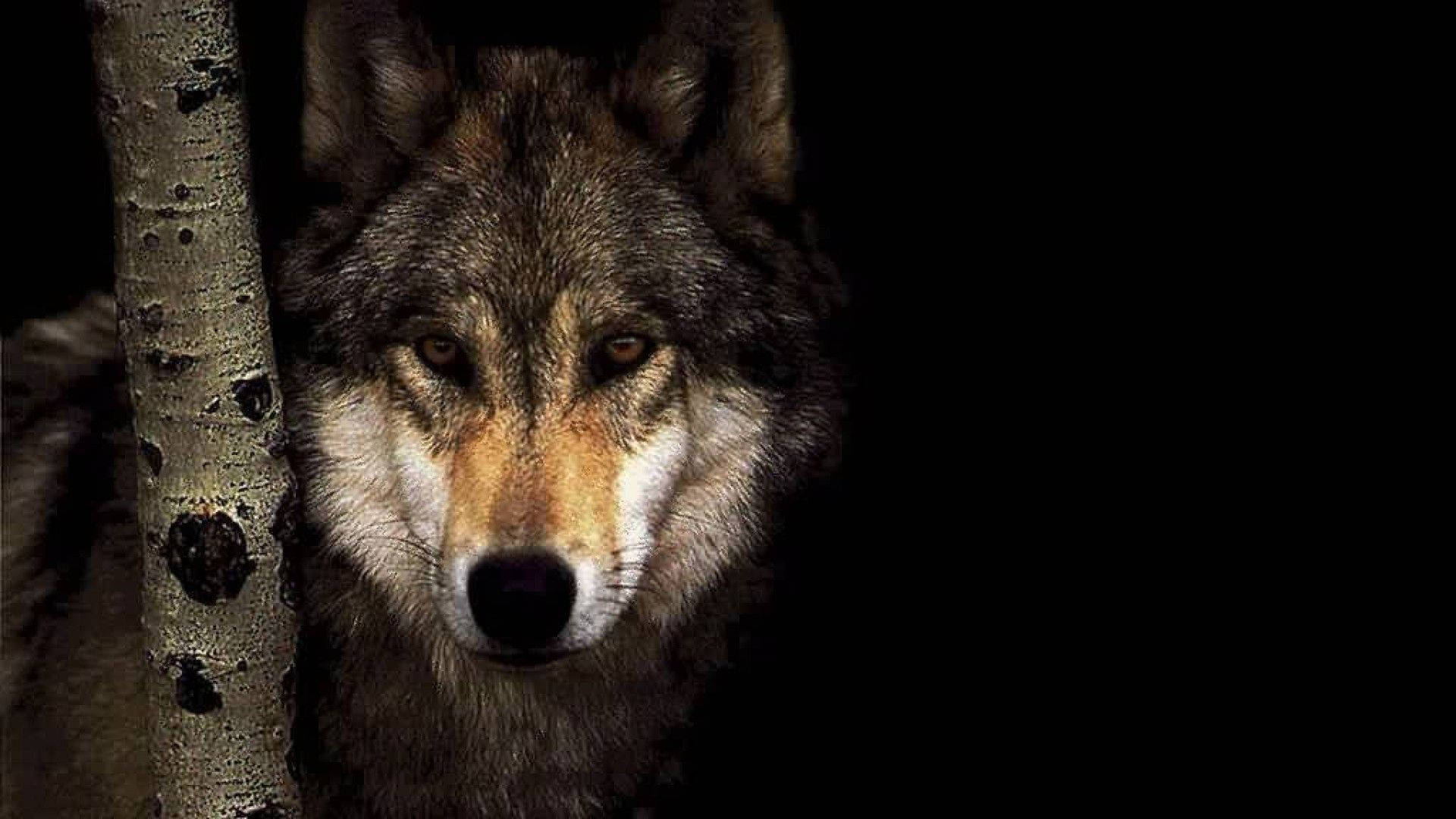 Ligaw na Gray Wolf na Mabilis na Napatingin sa Kamera Wallpaper