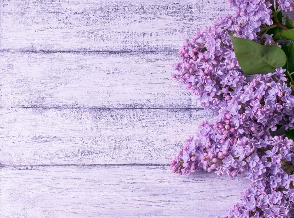 Lila na Bulaklak sa Kahoy na Background Wallpaper