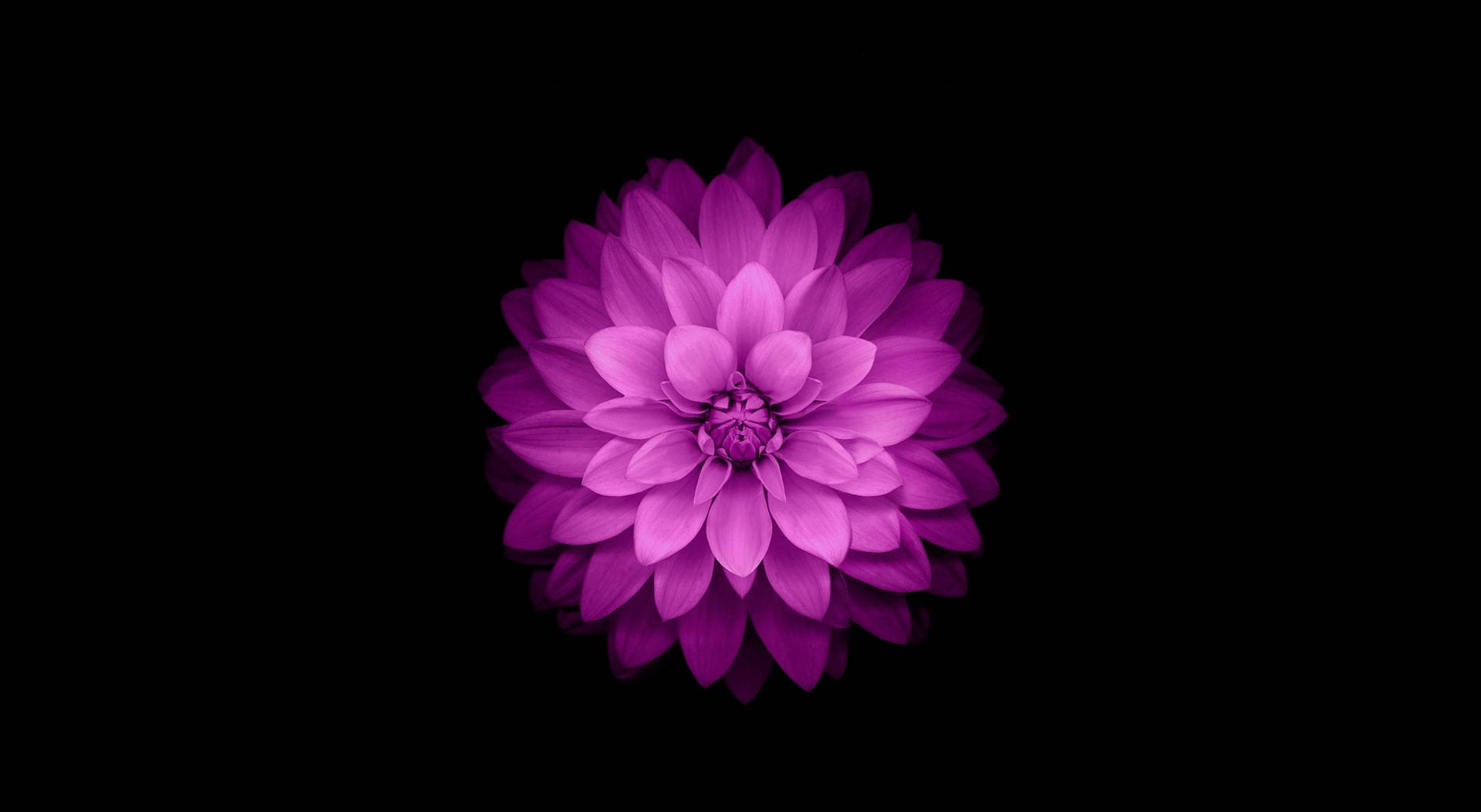 Lila na Bulaklak MacBook Air Wallpaper