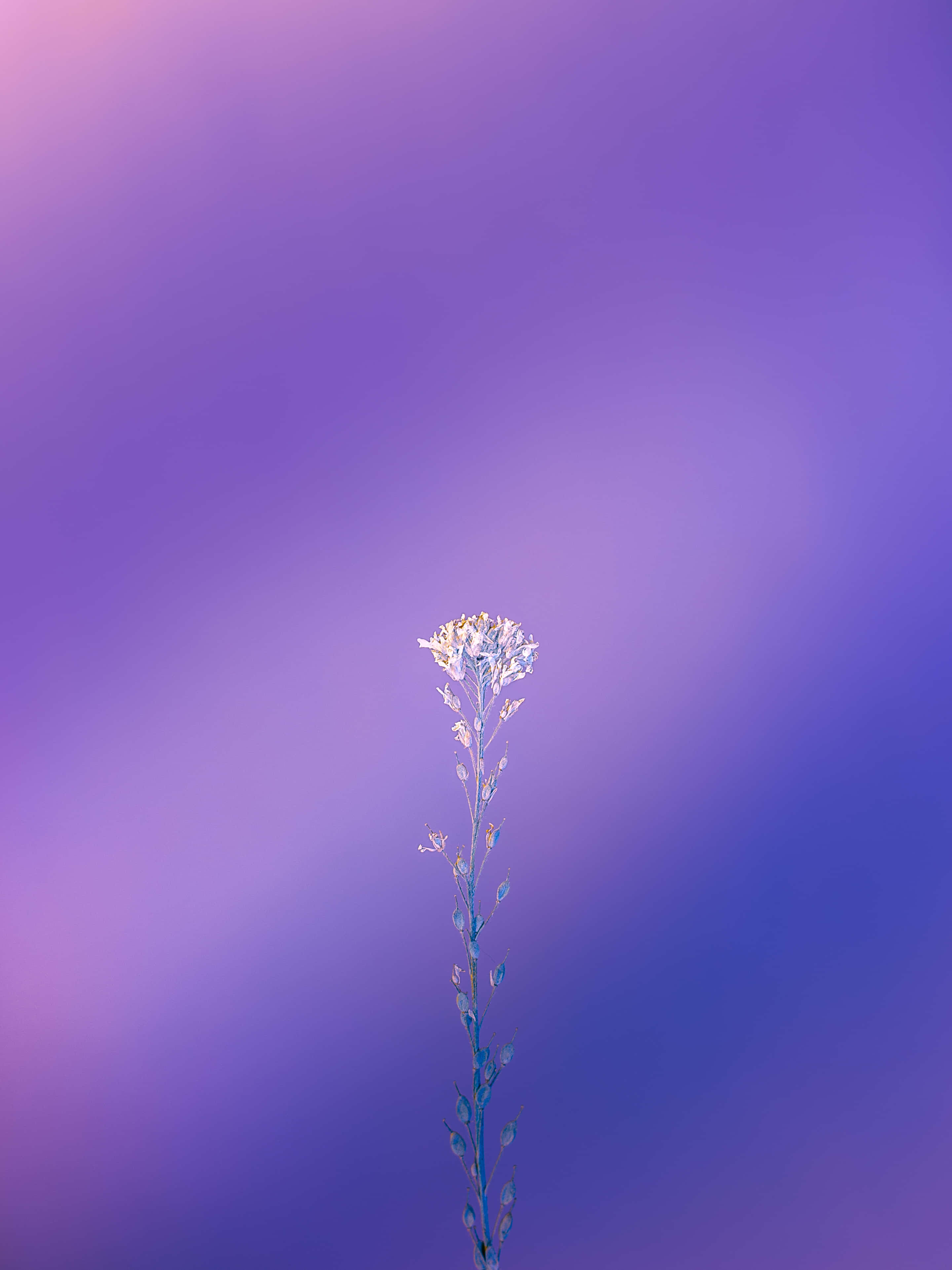 Lila na Kagandahan sa Kulay Wallpaper