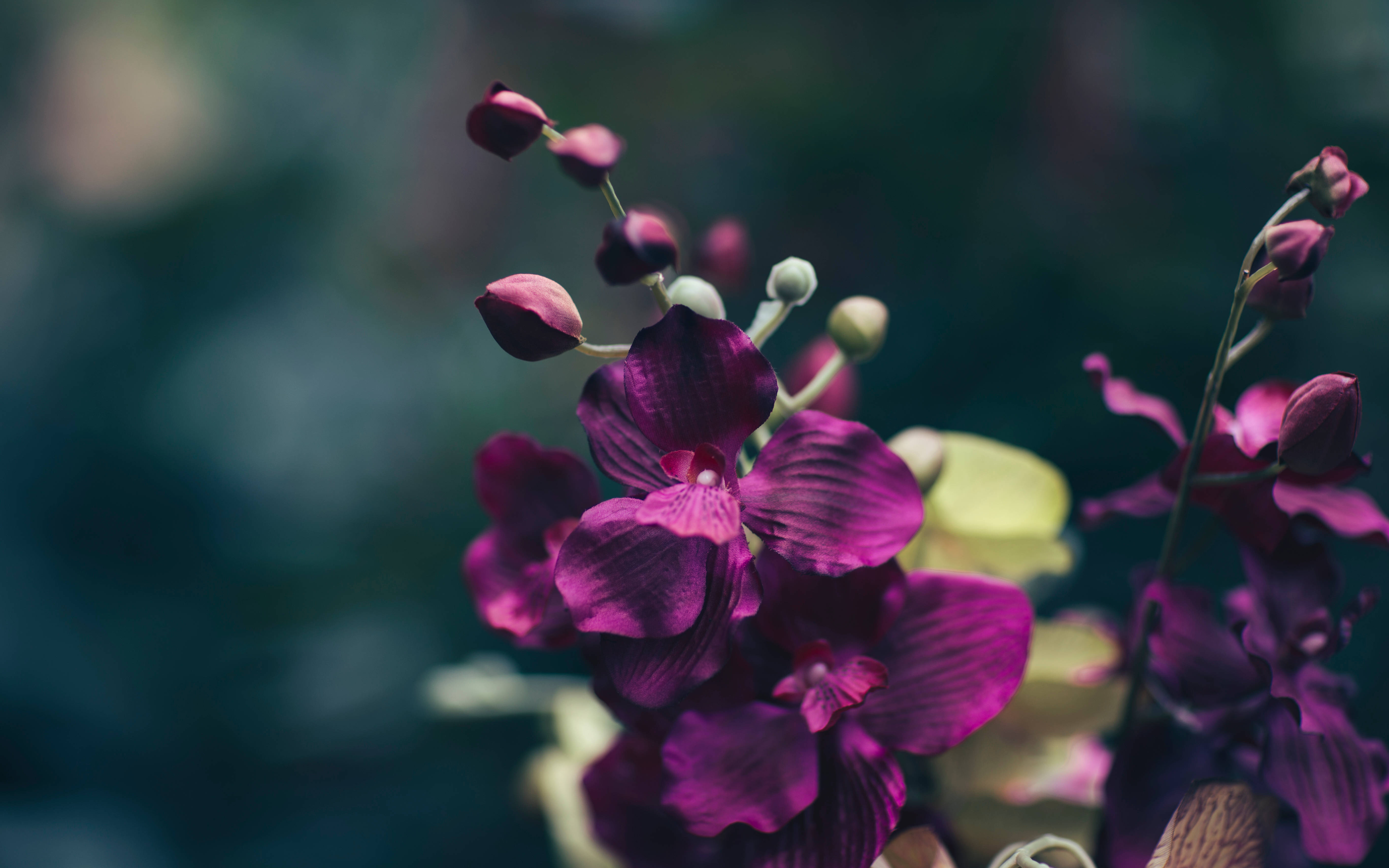Lila na Madilim na Bulaklak Wallpaper