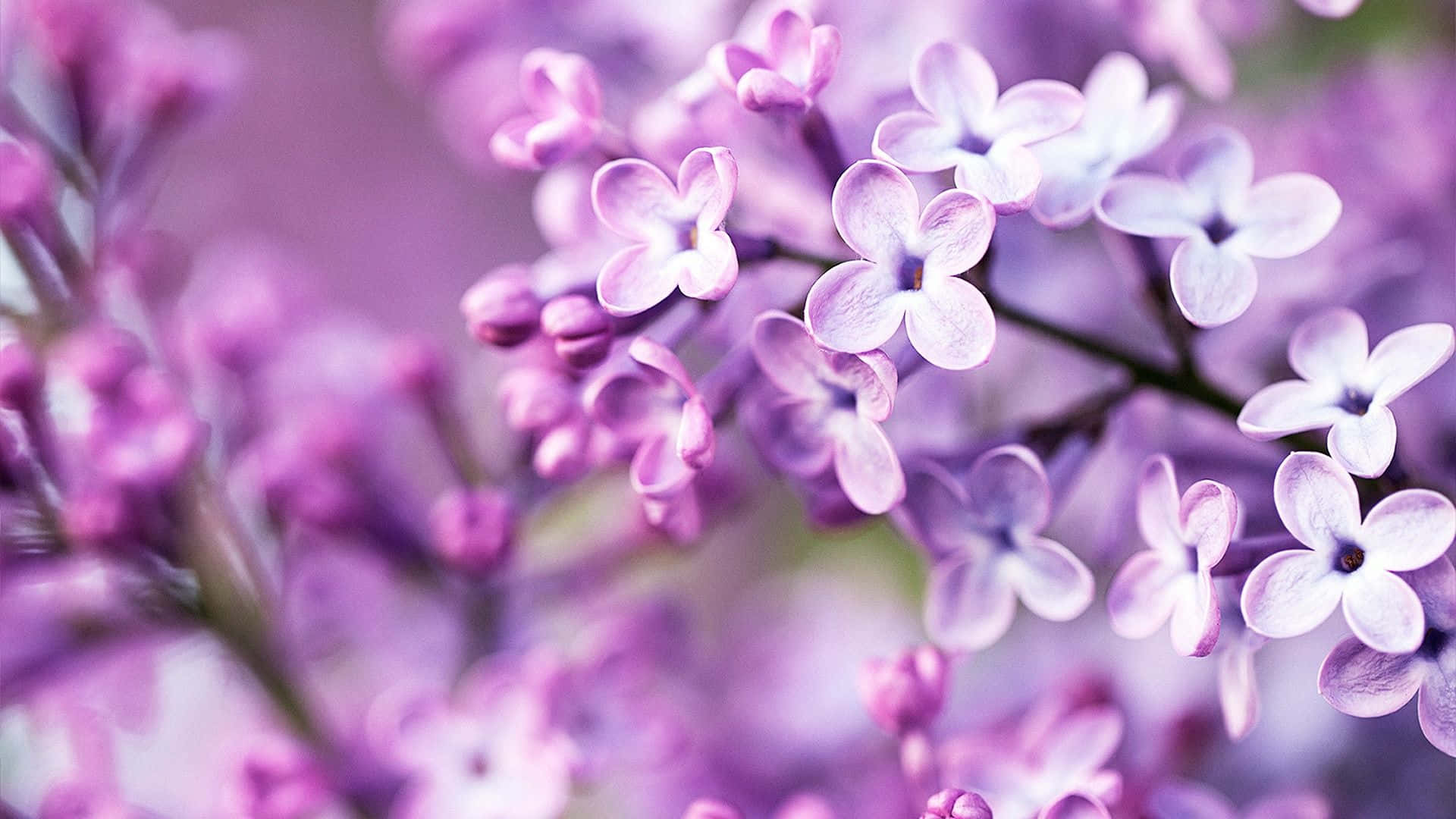 Lila Pastel na Background Wallpaper