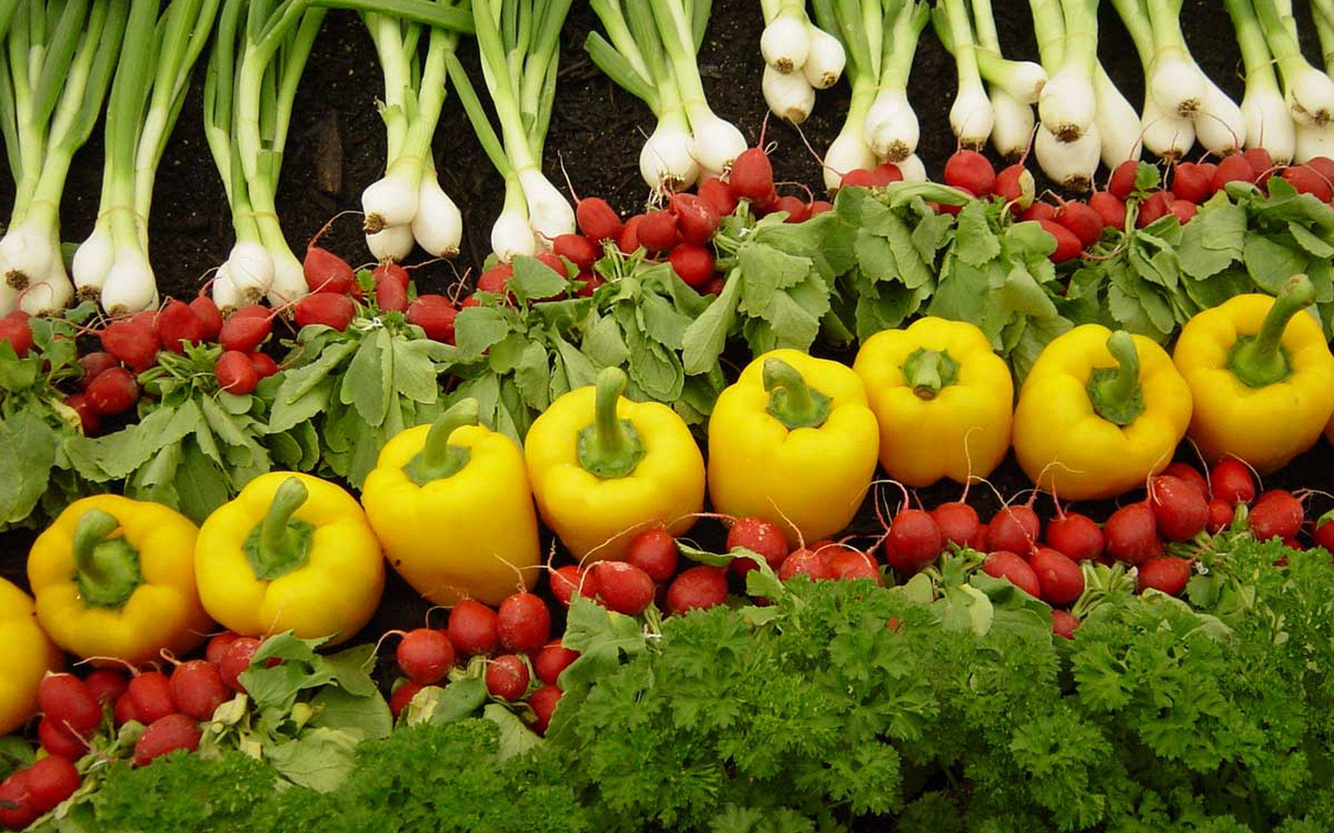 Linya ng Gulay Salsa Wallpaper