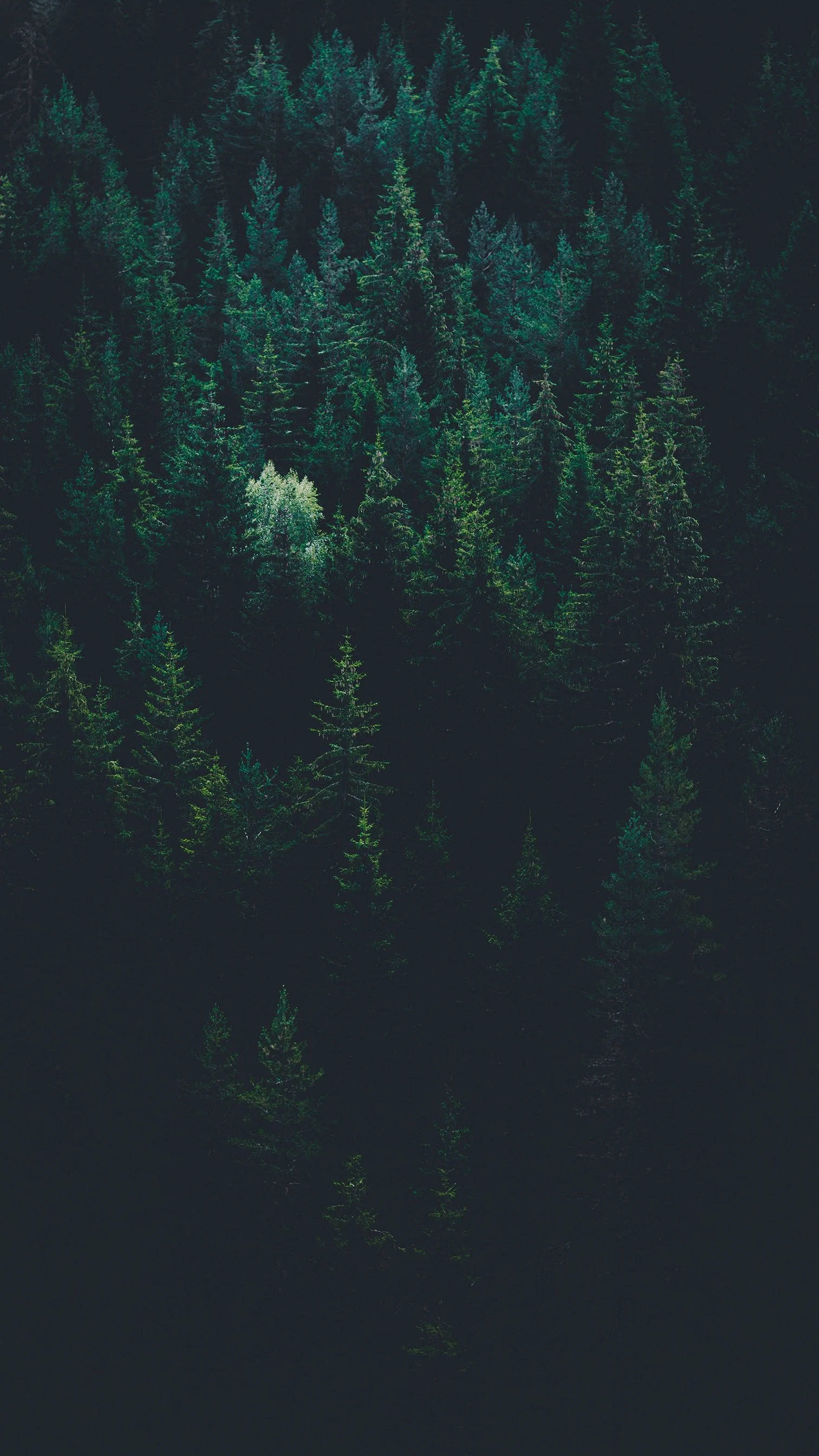 Linya ng mga Puno sa Isang Luntiang Kagubatan para sa iPhone Wallpaper