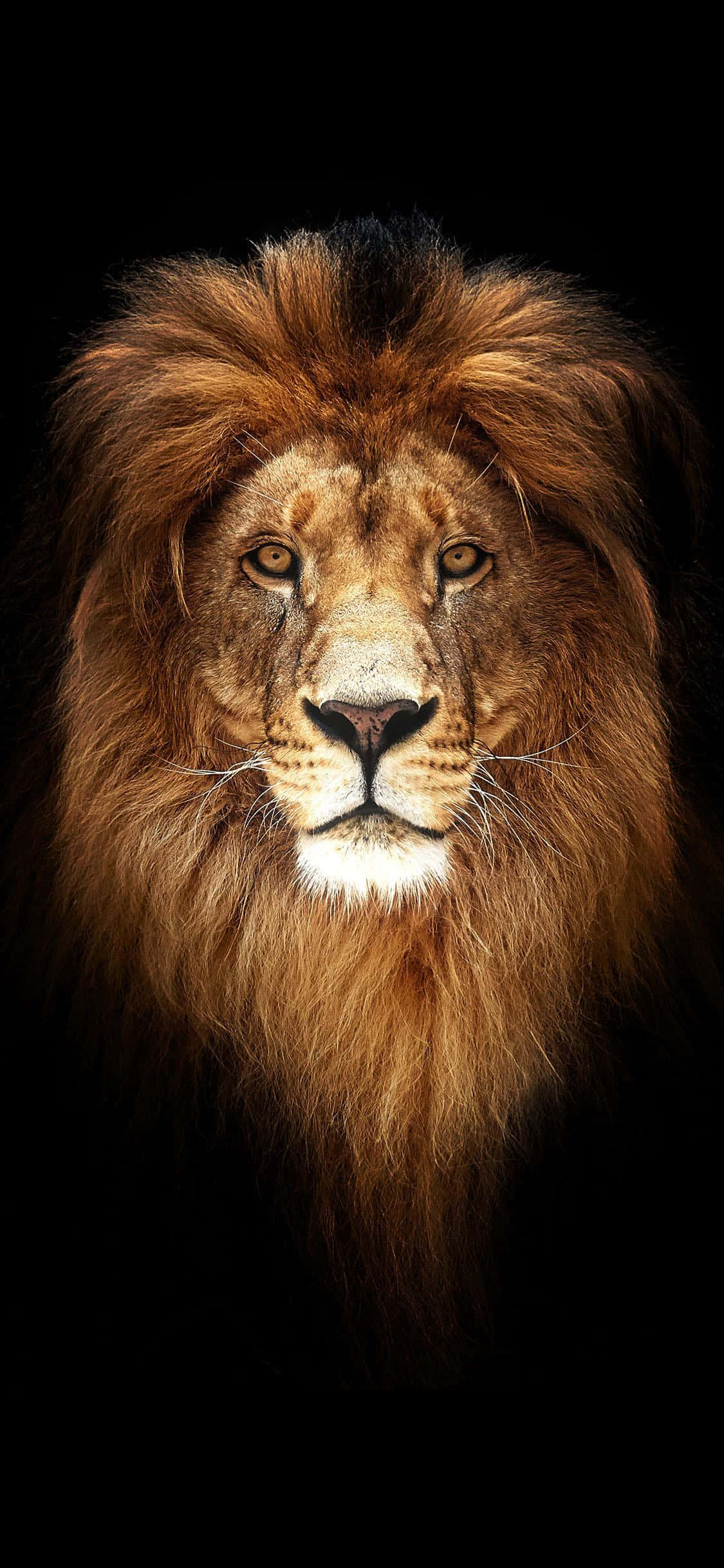 Lion background Wallpaper