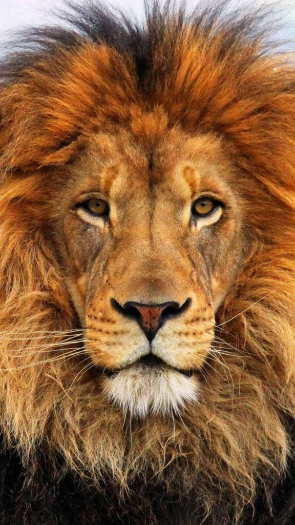 Lion iPhone 6 Wallpaper