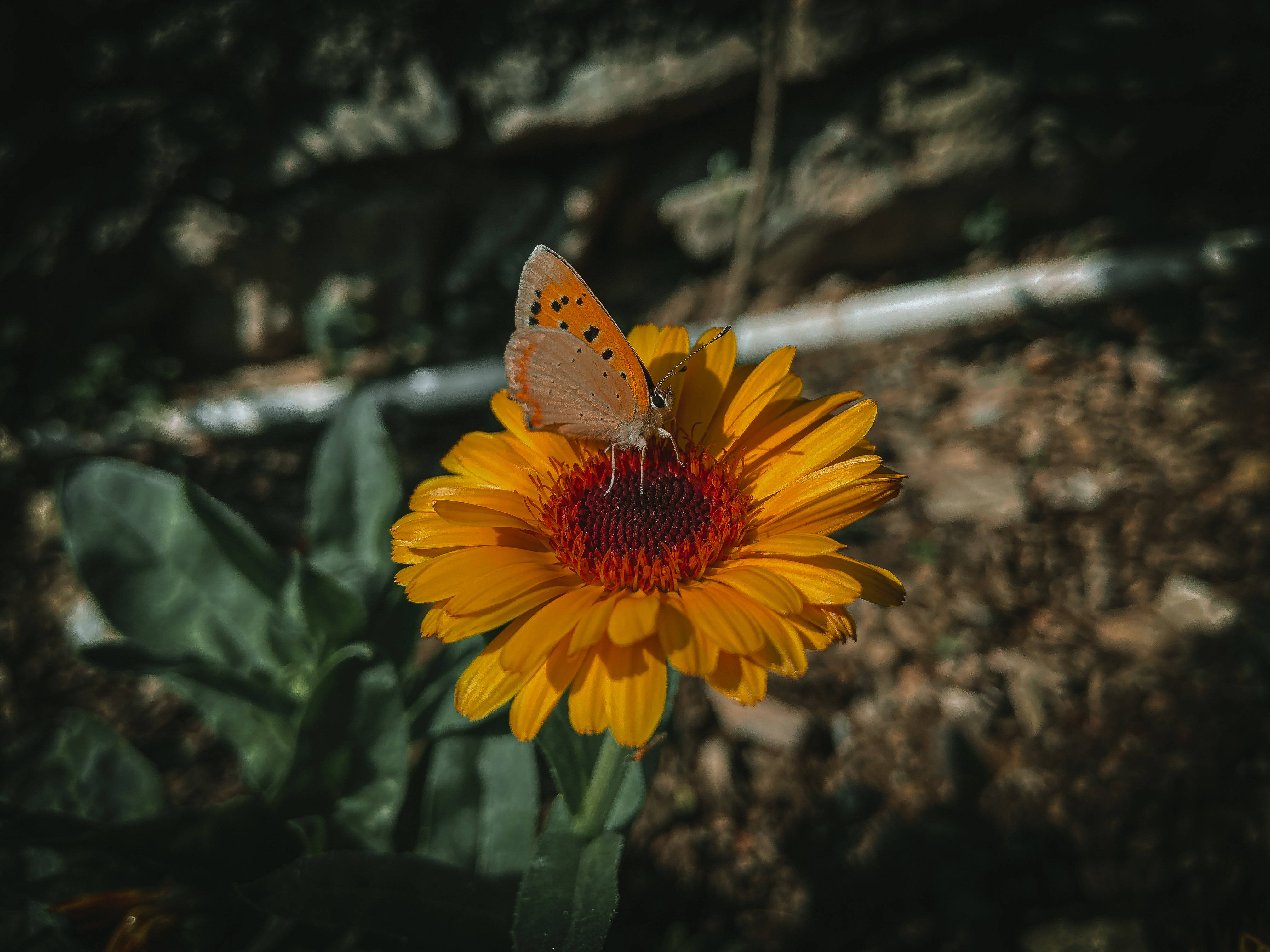 Litrato ng Aesthetic na Paru-paro Wallpaper