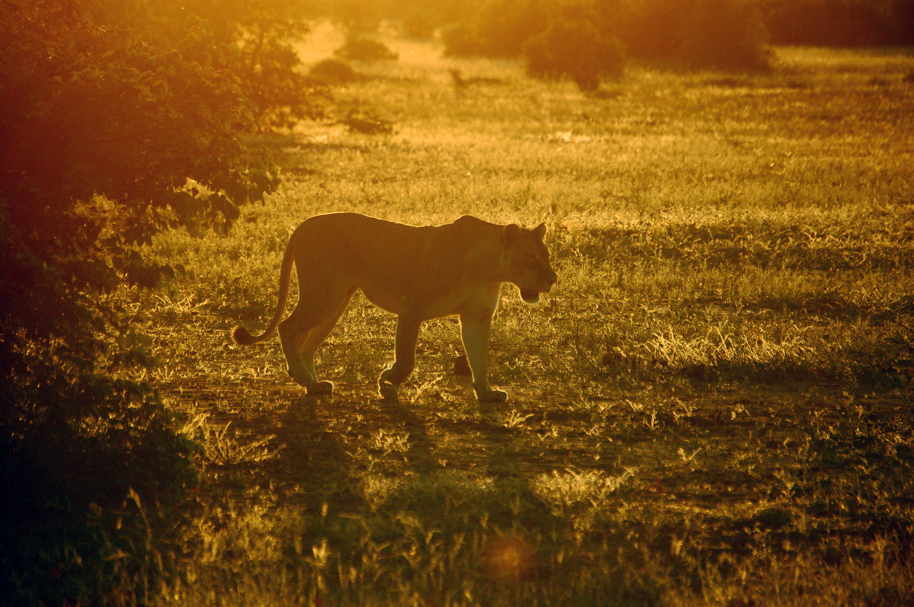 Liwanag ng Botswana na Lioness Wallpaper