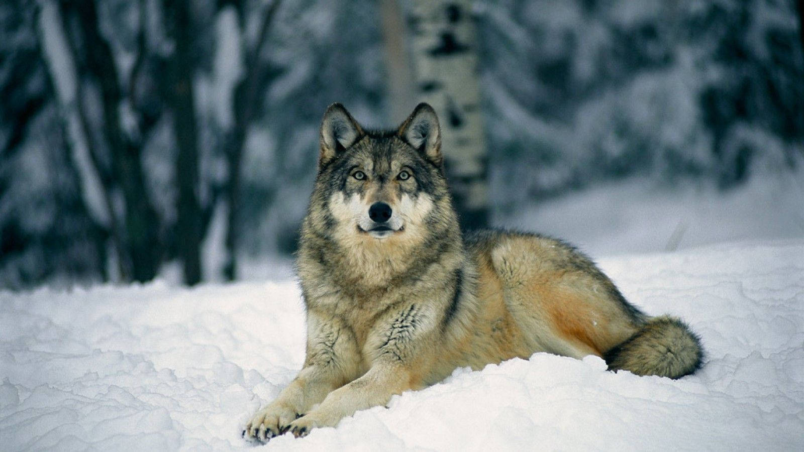 Lobo na Nakatayo sa Malinis na Niyebe Wallpaper
