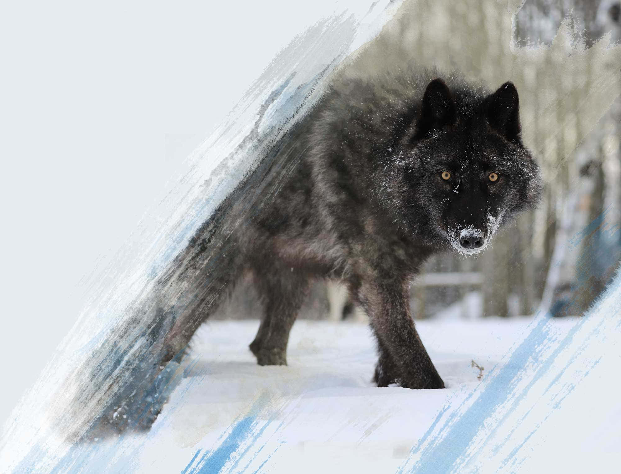 Lobo na Umaangal sa Gabi ng Kabilugan ng Buwan Wallpaper