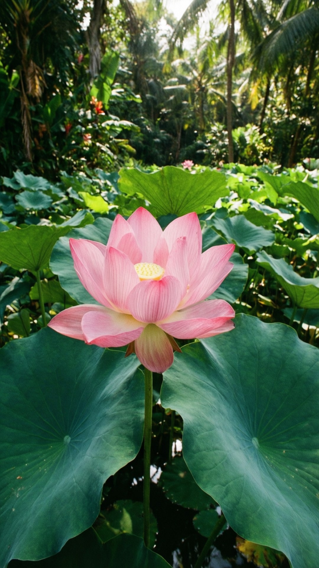 Lotus Pond sa Tropikal na Lawa Wallpaper