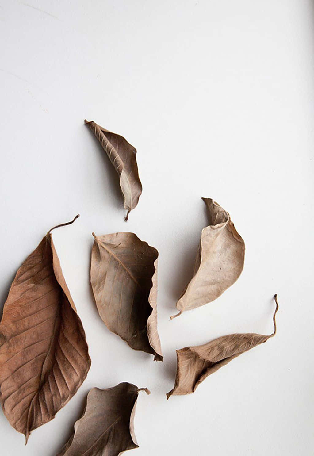 Lumikha ng minimalist at nakakarelaks na kapaligiran gamit ang puting aesthetic. Wallpaper