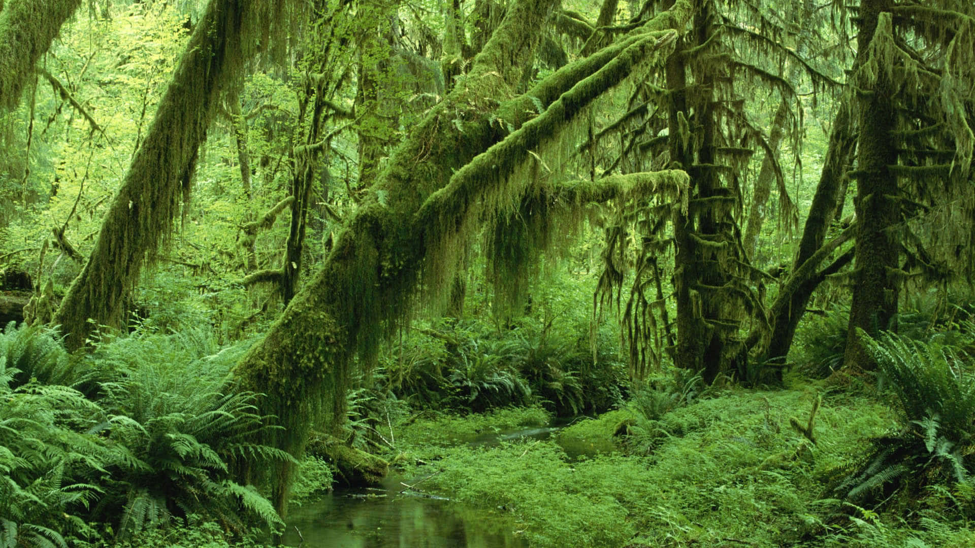 Luntiang Aesthetic na Mossy Jungle Desktop Wallpaper