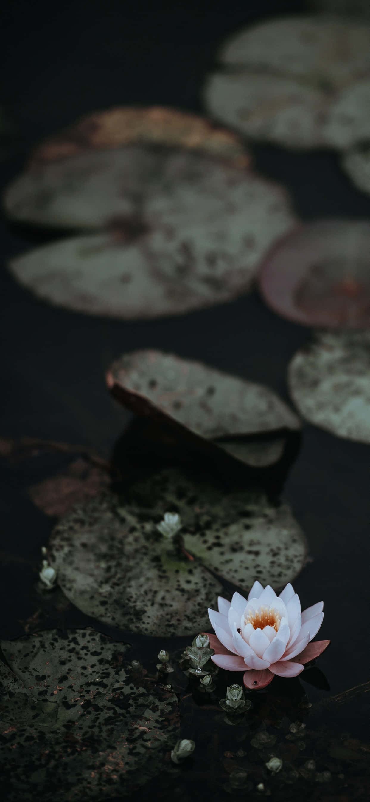 Luntiang Bulaklak ng Lotus sa Buong Pamumulaklak Wallpaper
