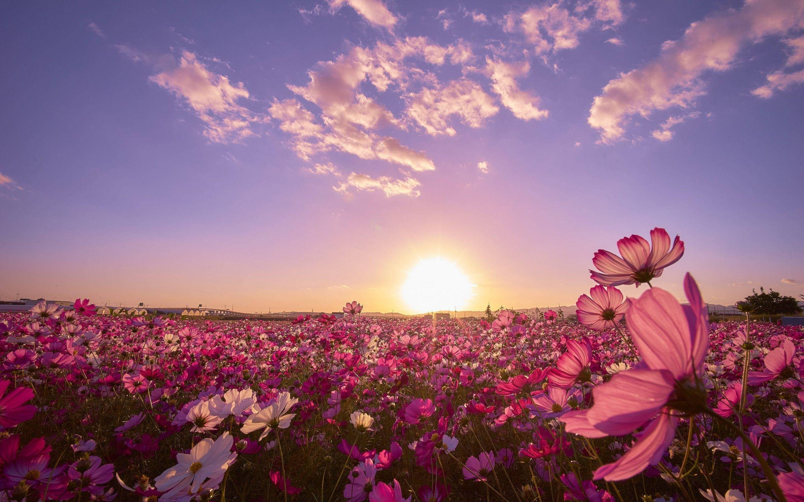 Luntiang Cosmos na Bulaklak sa Ilalim ng Araw Wallpaper