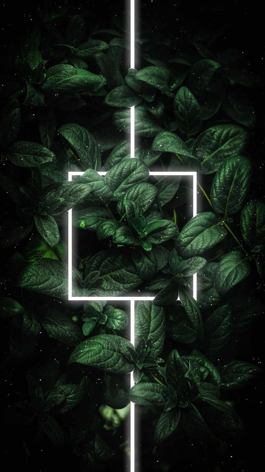 Luntiang Dahon na may Kumikinang na Puting Guhit para sa iPhone Wallpaper