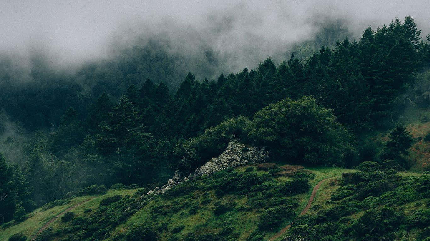 Luntiang Kagubatan na Payapa Wallpaper