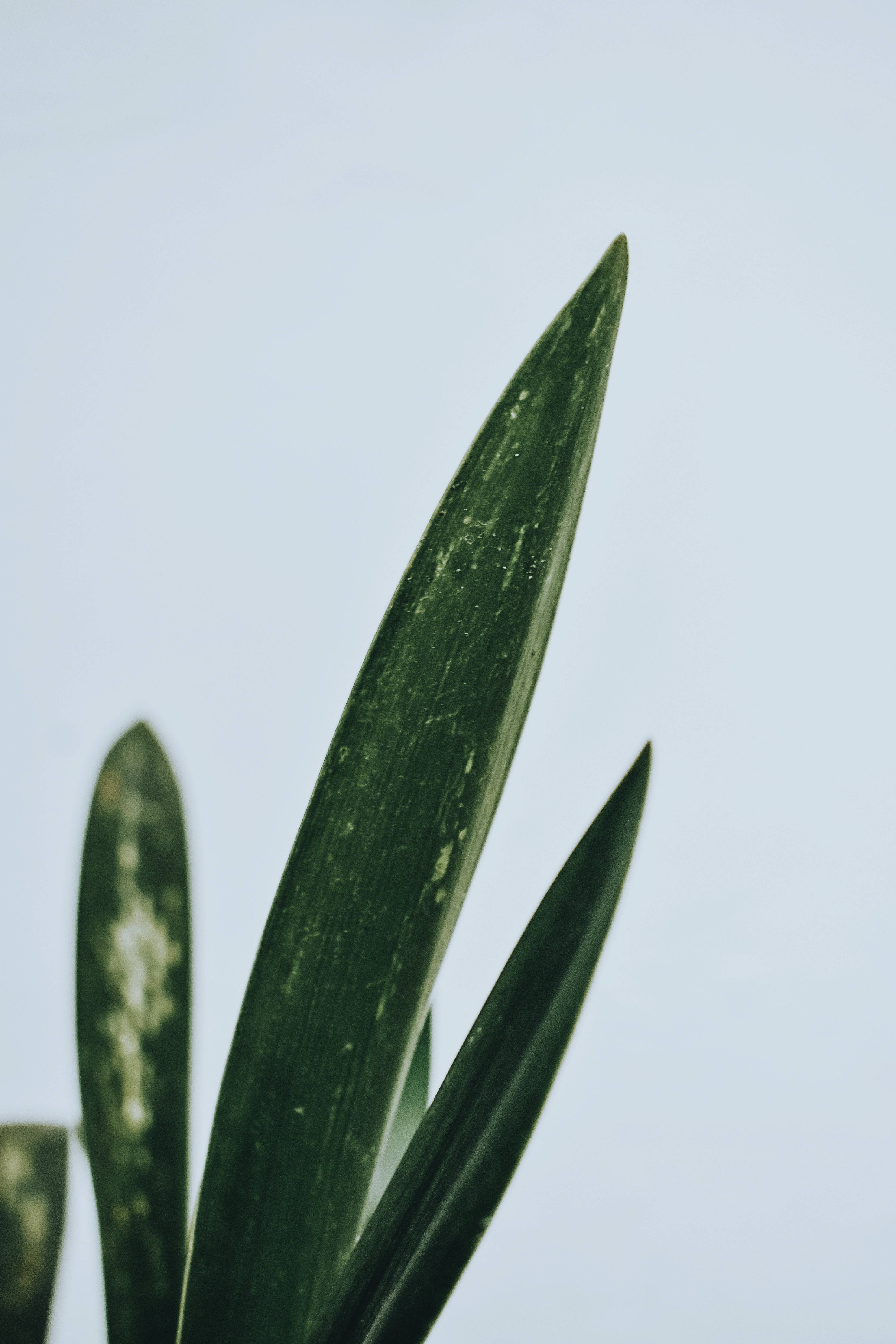 Luntiang Minimalist na Likuran Wallpaper