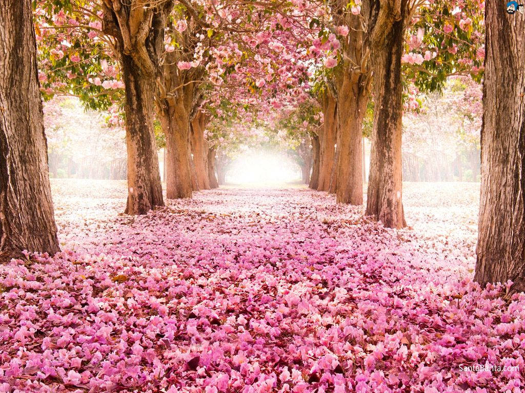 Lupang Natatakpan ng Sakura Wallpaper