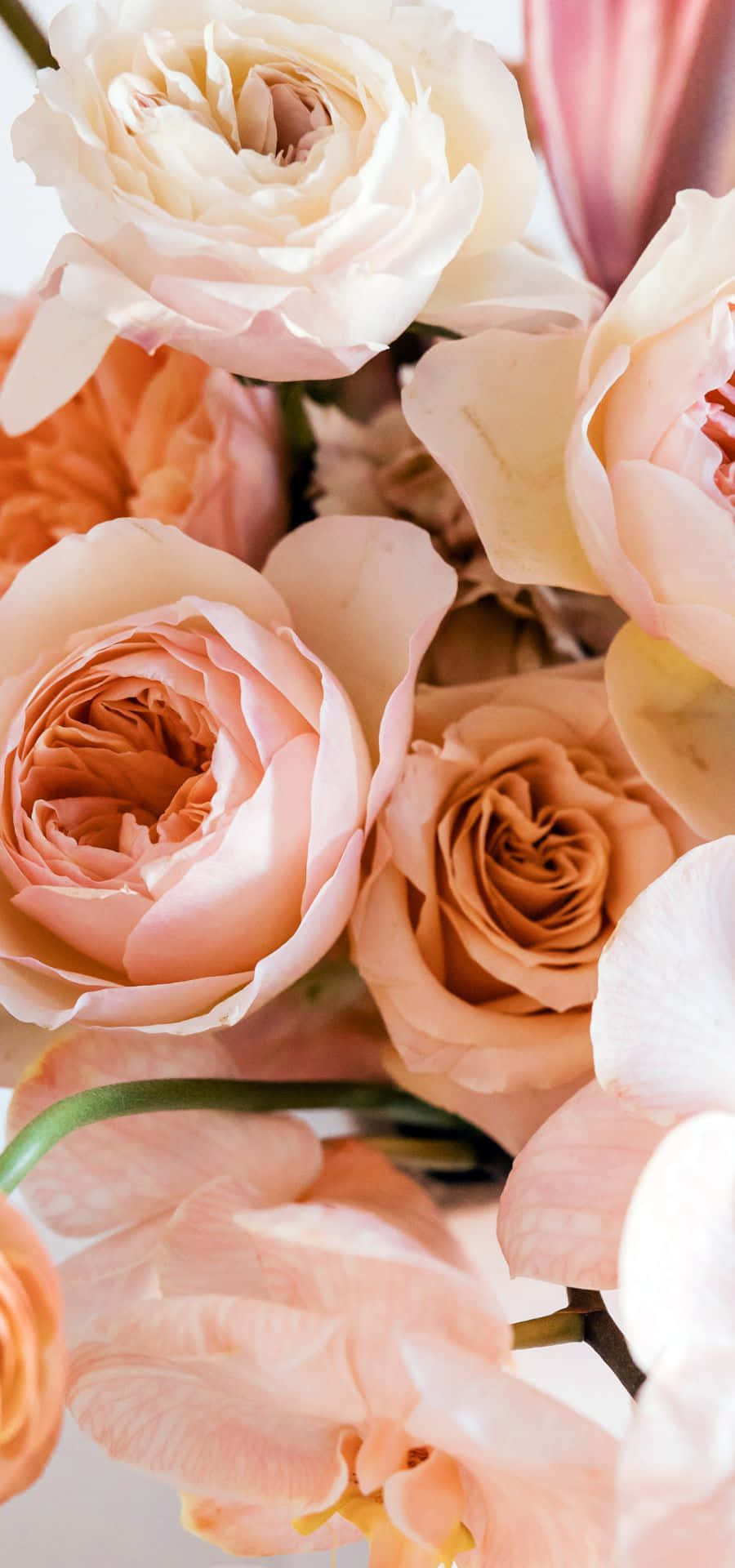 Luscious Peach Color Background Experience Wallpaper