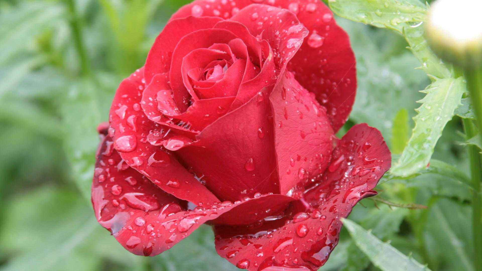 Maakit sa ganda ng mga talulot ng rosas Wallpaper