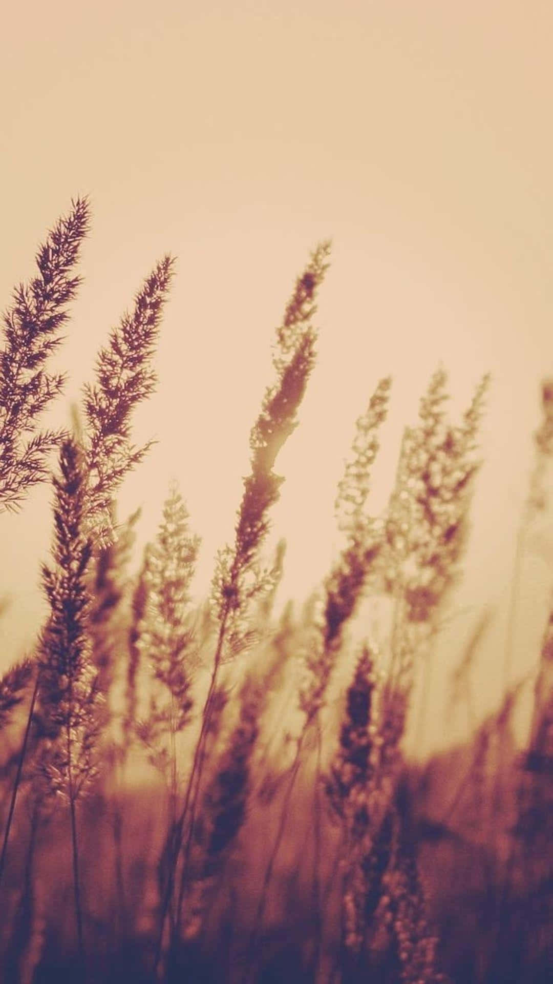 Maaliwalas na Pastel na Langit Wallpaper